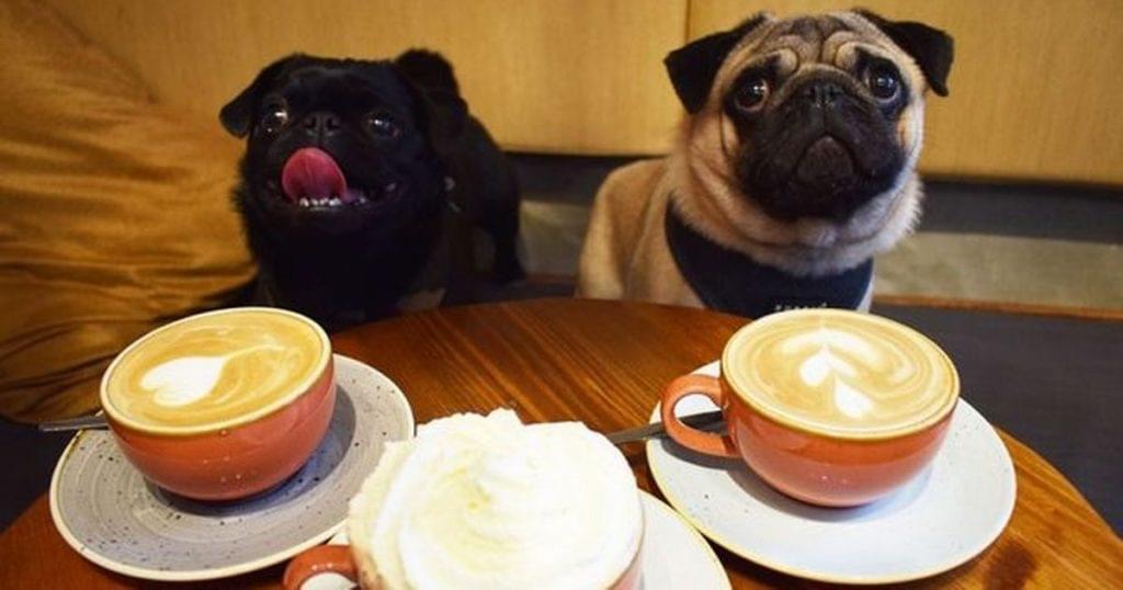 Dog Cafe