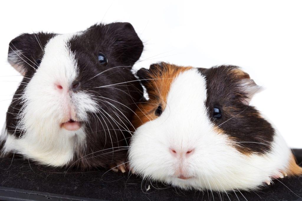 Guinea Pigs