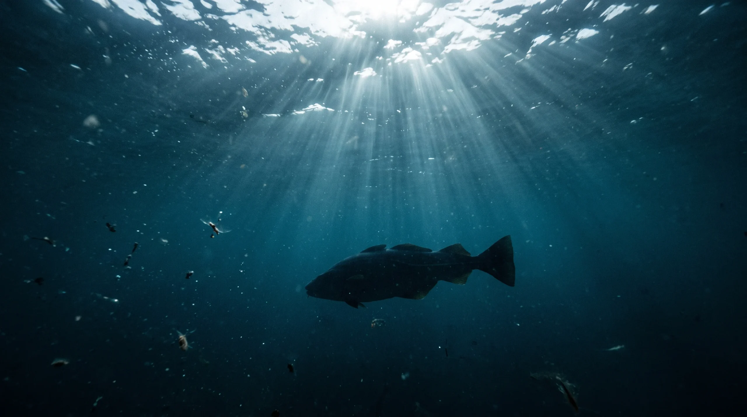 A conceptual underwater scene with light rays through deep blue water.